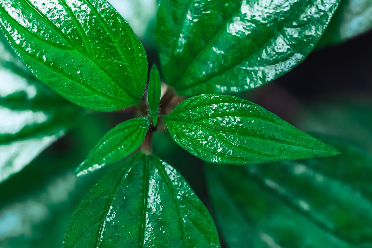 Top View of Wet Leaves of a Plant